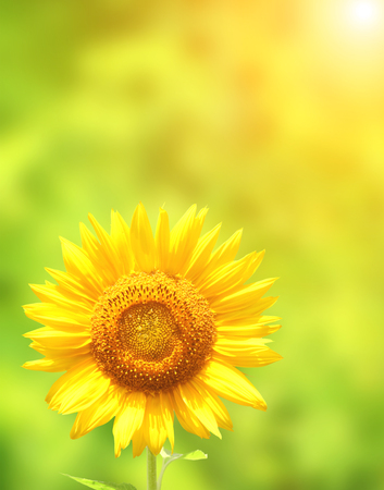 Sun flower: Bright yellow sunflower on green background