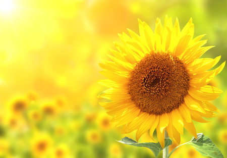 Sun flower: Leuchtend gelbe Sonnenblumen auf unscharfen Hintergrund sonnig Lizenzfreie Bilder