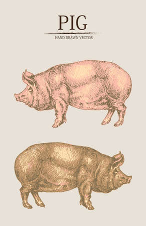 ファーム豚手描きの背景イラスト リアルなスケッチ のイラスト素材 ベクタ Image ファーム豚手描きの背景イラスト リアルなスケッチ のイラスト素材 ベクタ Image