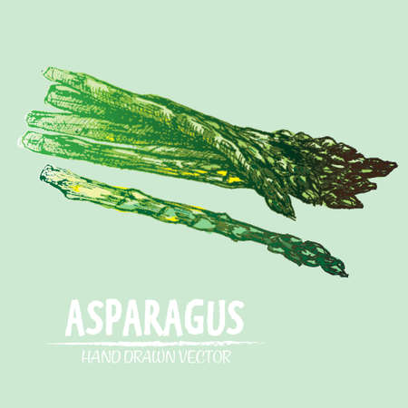 手描きスケッチ スタイル アスパラガス束 のイラスト素材 ベクタ Image 手描きスケッチ スタイル アスパラガス束 のイラスト素材 ベクタ Image