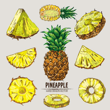 エキゾチックな果物のスケッチ パイナップルを描く落書き セット パイナップルのフルーツ スライスと断面図 の写真素材 画像素材 Image