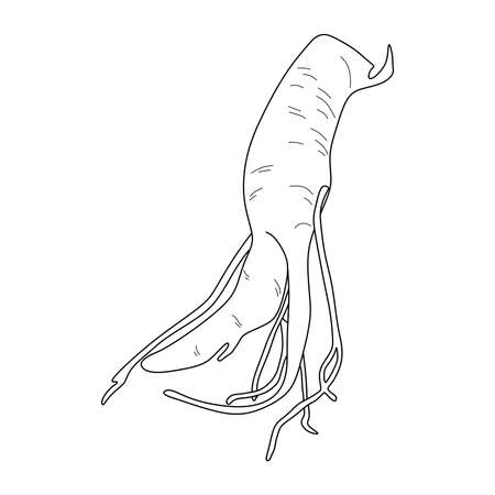 619 根塊茎 のイラスト素材 ベクター 123rf