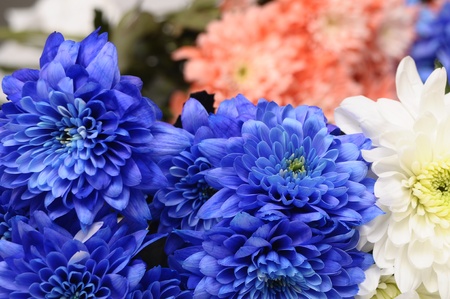 青 白とピンクの花の背景やテクスチャのアスター の写真素材 画像素材 Image