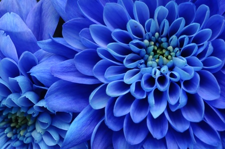 青い花のクローズ アップ アスター青花と背景 またはテクスチャのイエロー ハート の写真素材 画像素材 Image