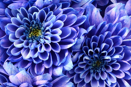 青い花のクローズ アップ アスター青花と背景 またはテクスチャのイエロー ハート の写真素材 画像素材 Image