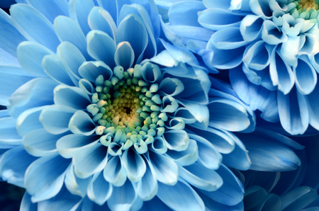 青い花のクローズ アップ アスター青花と背景 またはテクスチャのイエロー ハート の写真素材 画像素材 Image