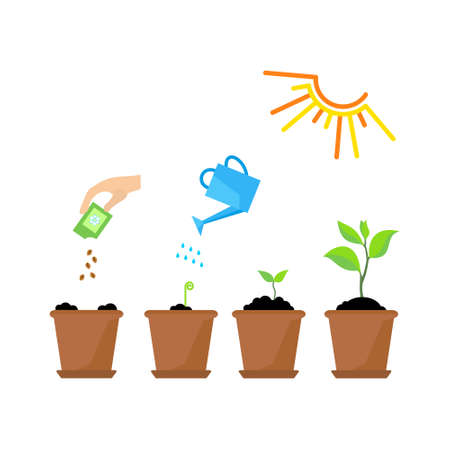 Line sprout and plant growing. Linear nature leaf, grow tree, garden and flower, organic gardening, eco flora. Timeline infographic of planting tree process, business concept flat design.