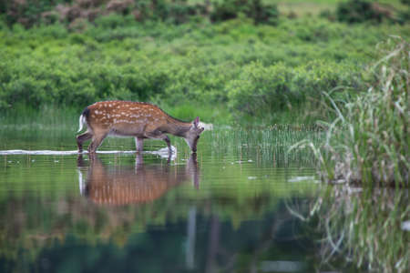 Sika deer drinking water from a reflected still water lake