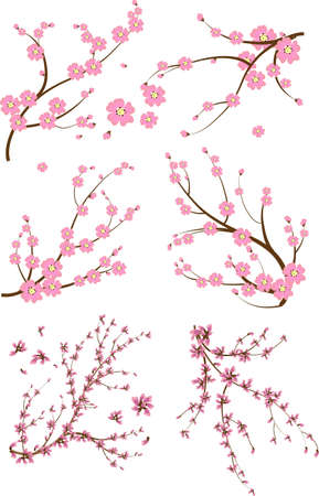 Peach flower: Đặt sáu chi nhánh japanese
