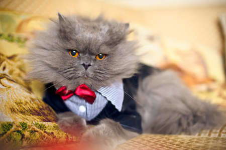 蝶ネクタイをしたウェディング ドレスで毛むくじゃらの猫 の写真素材 画像素材 Image
