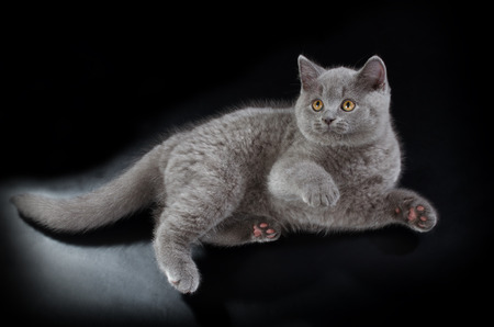 Purebred British Shorthair Blue Kitten On Black Background Playful Young BRI Cat With Copper Eyes