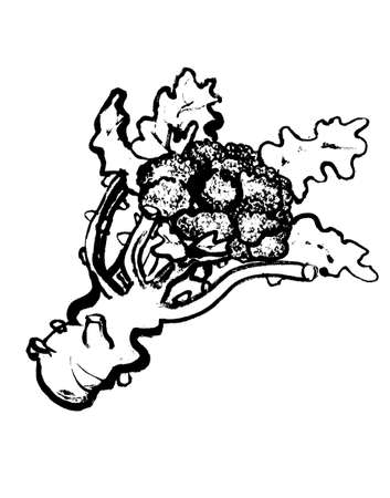 black and white cauliflower drawing clip art preview