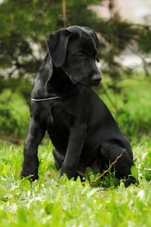 かわいい黒のラブラドール子犬夏 白黒写真の公園で横になっています の写真素材 画像素材 Image