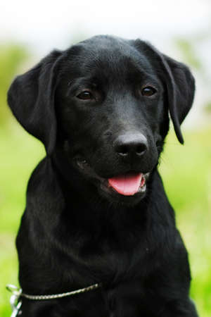 かわいい黒のラブラドール子犬夏 白黒写真の公園で横になっています の写真素材 画像素材 Image