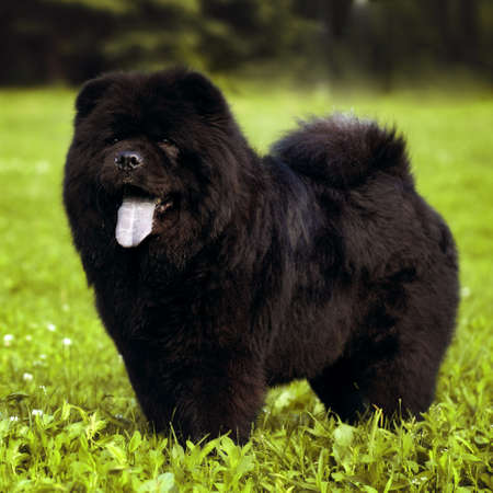 Chien Pelucheux Races Chow Chow Noir Promenades En Ete L Animal De La Famille Se Trouve Sur L Herbe Verte Banque D Images Et Photos Libres De Droits Image