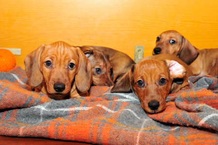 子犬のための家の鳥小屋のダックスフンド子犬 年齢子犬 2 年半ヶ月 品種標準 Smoothhaired ダックスフント犬赤い色 の写真素材 画像素材 Image