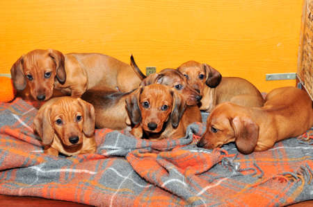 子犬のための家の鳥小屋のダックスフンド子犬 年齢子犬 2 年半ヶ月 品種標準 Smoothhaired ダックスフント犬赤い色 の写真素材 画像素材 Image