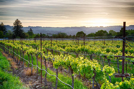 カリフォルニア州のワインの国のブドウ畑に沈む夕日 ソノマ郡 カリフォルニア州 の写真素材 画像素材 Image