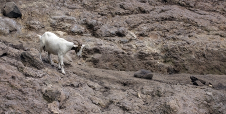 16256083-mountain-goat-walking