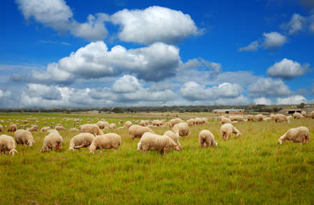 Beautiful meadow with free livestock below a amazing sky
