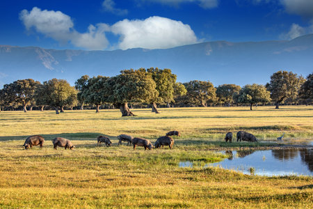Pigs eating in the field during autumn