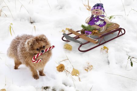 クリスマスの物語 そりと雪にかわいい犬の雪だるま 3 D 可視化 の写真素材 画像素材 Image