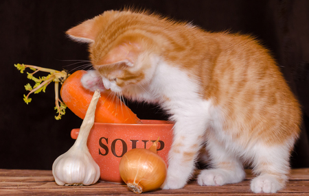 423 Cat Soup Stock Photos and Images - 123RF