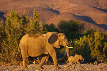 Elefante Bebe Imagenes Y Fotos 123rf