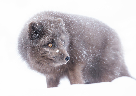 Renardeau Arctique Tres Mignon Bleu Morph Debout Seul Dans La Prairie En Ete Dans La Reserve Naturelle De Hornstrandir Islande Banque D Images Et Photos Libres De Droits Image Renardeau Arctique Tres Mignon Bleu Morph Debout Seul Dans La Prairie En Ete Dans La Reserve Naturelle De Hornstrandir Islande Banque D Images Et Photos Libres De Droits Image