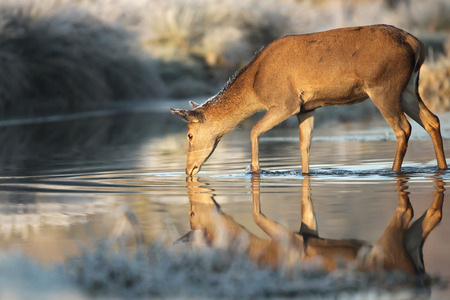Red deer hind in a stream of water.