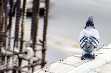 ピジョン 鳩 大型の鳥属コルンバは 中規模から大規模のがっしりした体型のハトは 典型的なハトと呼ばグループを構成します の写真素材 画像素材 Image