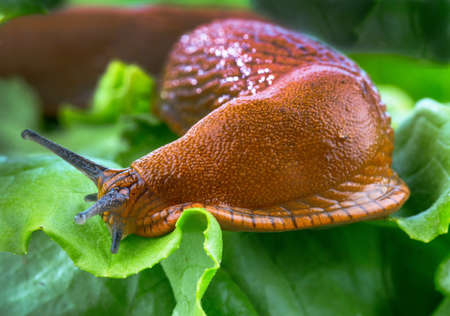 a slug in the garden eating a lettuce leaf schneckenplage in the garden