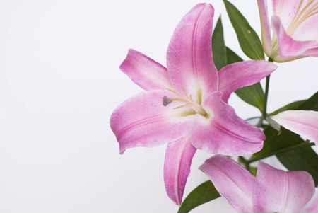 lily floral template pink bouquet of lilies isoalted stock photo
