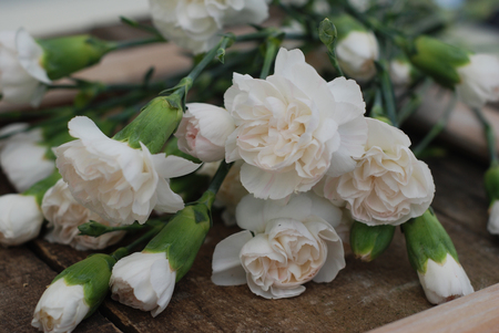 bunch white carnation flower bouquet arrangement composition stock