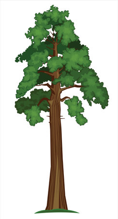 Pine tree