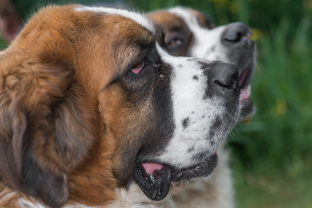 セント バーナード犬 バリロチェ アルゼンチン の写真素材 画像素材 Image