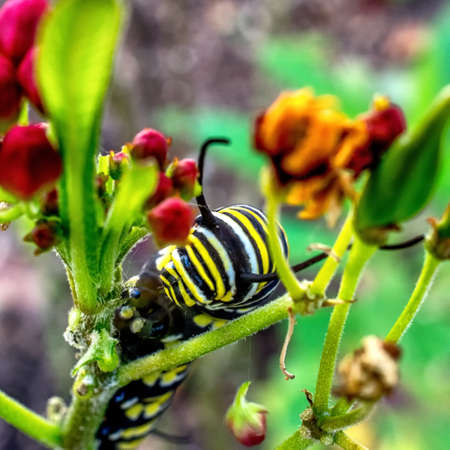 赤と黄色の毛虫 の写真素材 画像素材 Image 30 赤と黄色の毛虫 の写真素材 画像素材 Image 30