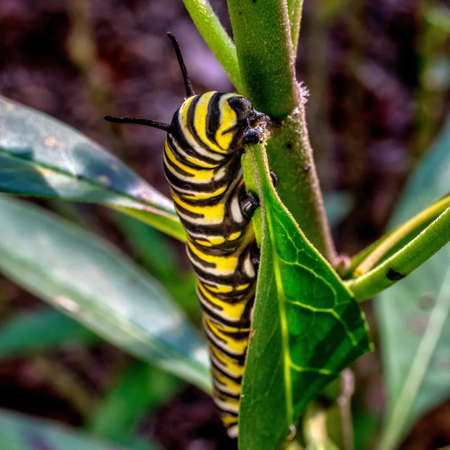 赤と黄色の毛虫 の写真素材 画像素材 Image 30 赤と黄色の毛虫 の写真素材 画像素材 Image 30