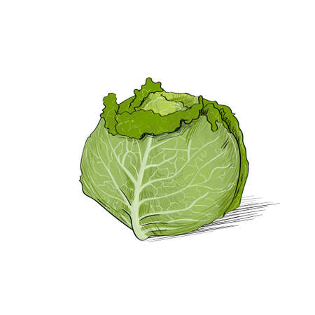 緑のキャベツやレタスの頭部 のイラスト素材 ベクタ Image 緑のキャベツやレタスの頭部 のイラスト素材 ベクタ Image