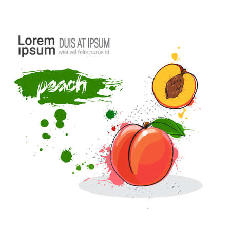 コピー スペース ベクトル イラスト白背景に水彩果物アボカドの手書きのイラスト素材 ベクタ Image コピー スペース ベクトル イラスト白背景に水彩果物アボカドの手書きのイラスト素材 ベクタ Image