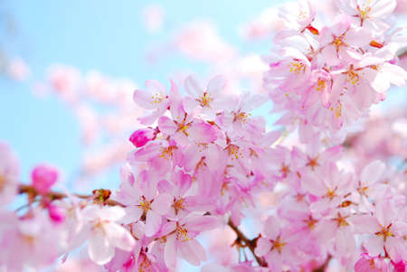 Cherry blossoms at Inokashira park, Tokyo