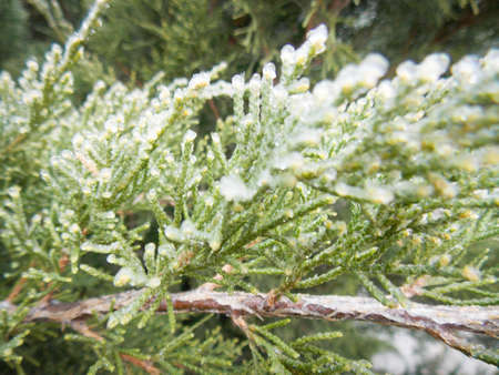 Iced Evergreen Arborvitae Branch in Winter