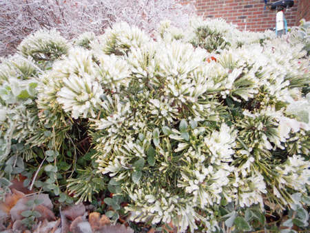 Iced Evergreen Bush in Winter Stock Photo - 70607181