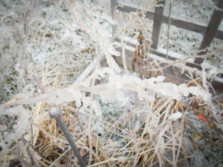 Frozen Roma Tomato Plants Covered in Ice Stock Photo - 70606078