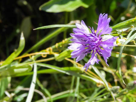 Small purple wildflower Stock Photo