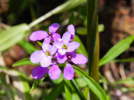 Dame’s Rocket, Hesperis matronalis
