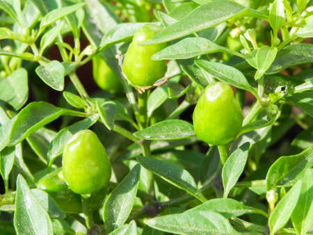 Small Growing thai peppers