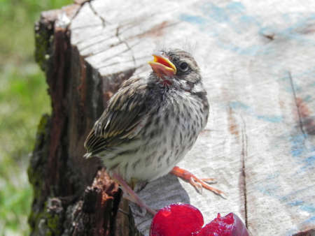 Baby Sparrow on tree stump with cherry
