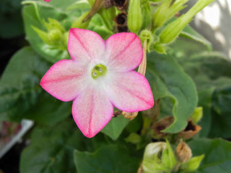 Small pink garden flower macro photography