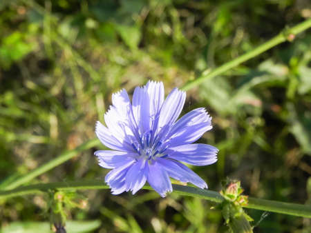 Blue Chicory Flower in grass Macro Photography